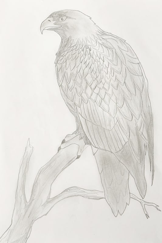 izdelava-risb-sokol-ptice-min