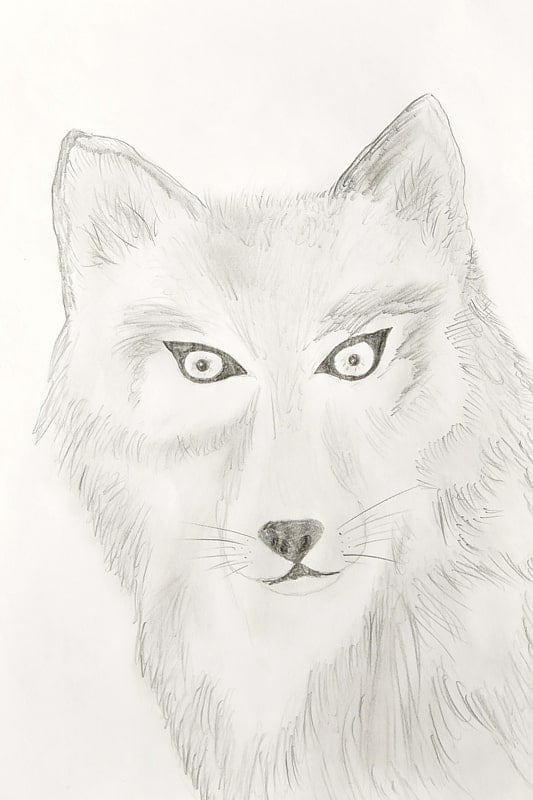 izdelava-risb-volk-min